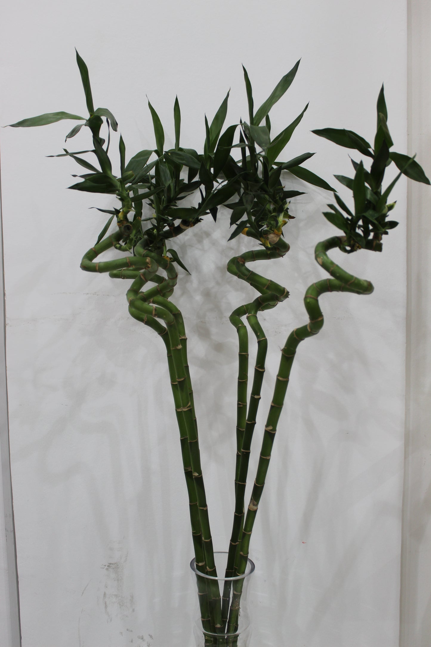 Lucky bamboo spiral stick 80cm long 5 pcs with cylinder clear glass 40cm