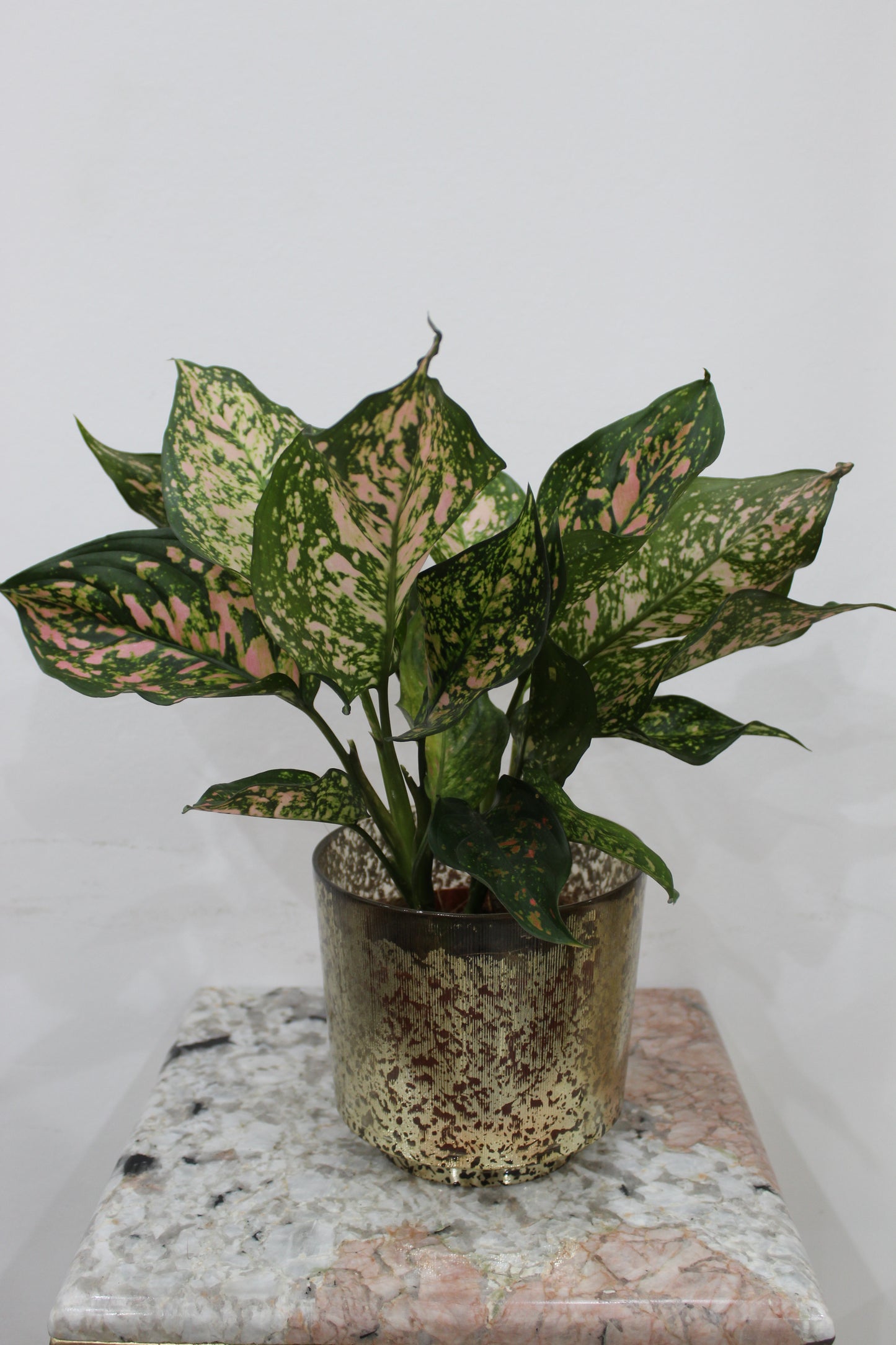 Kanak vase With Aglonema create