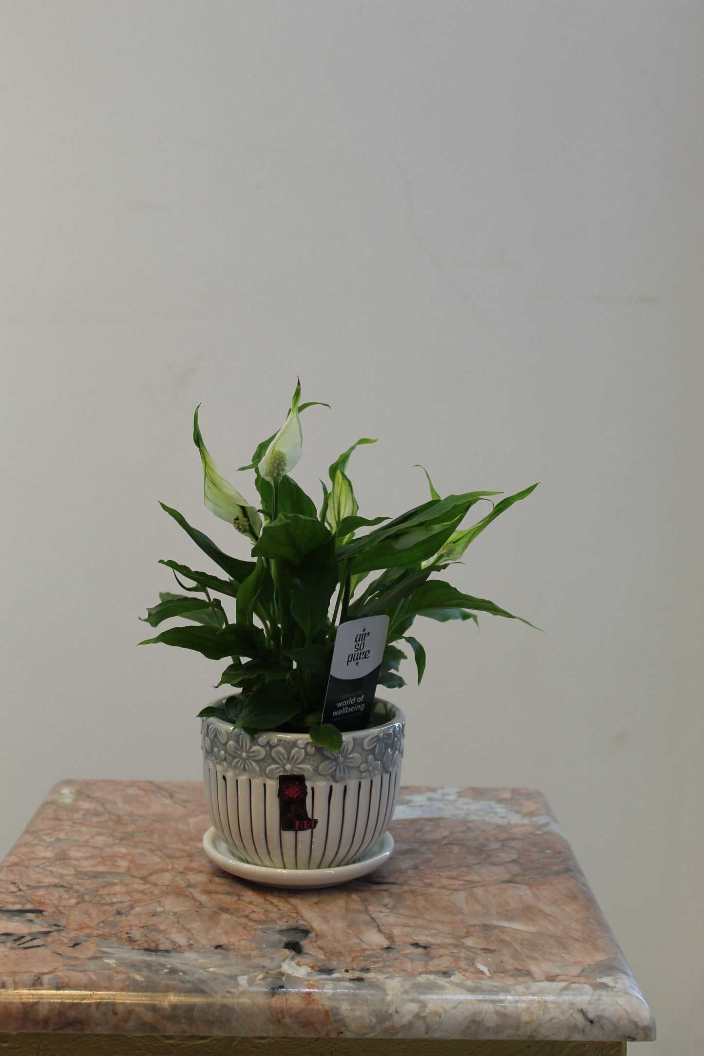 Spathipyllum Mini with Ceramic Pot