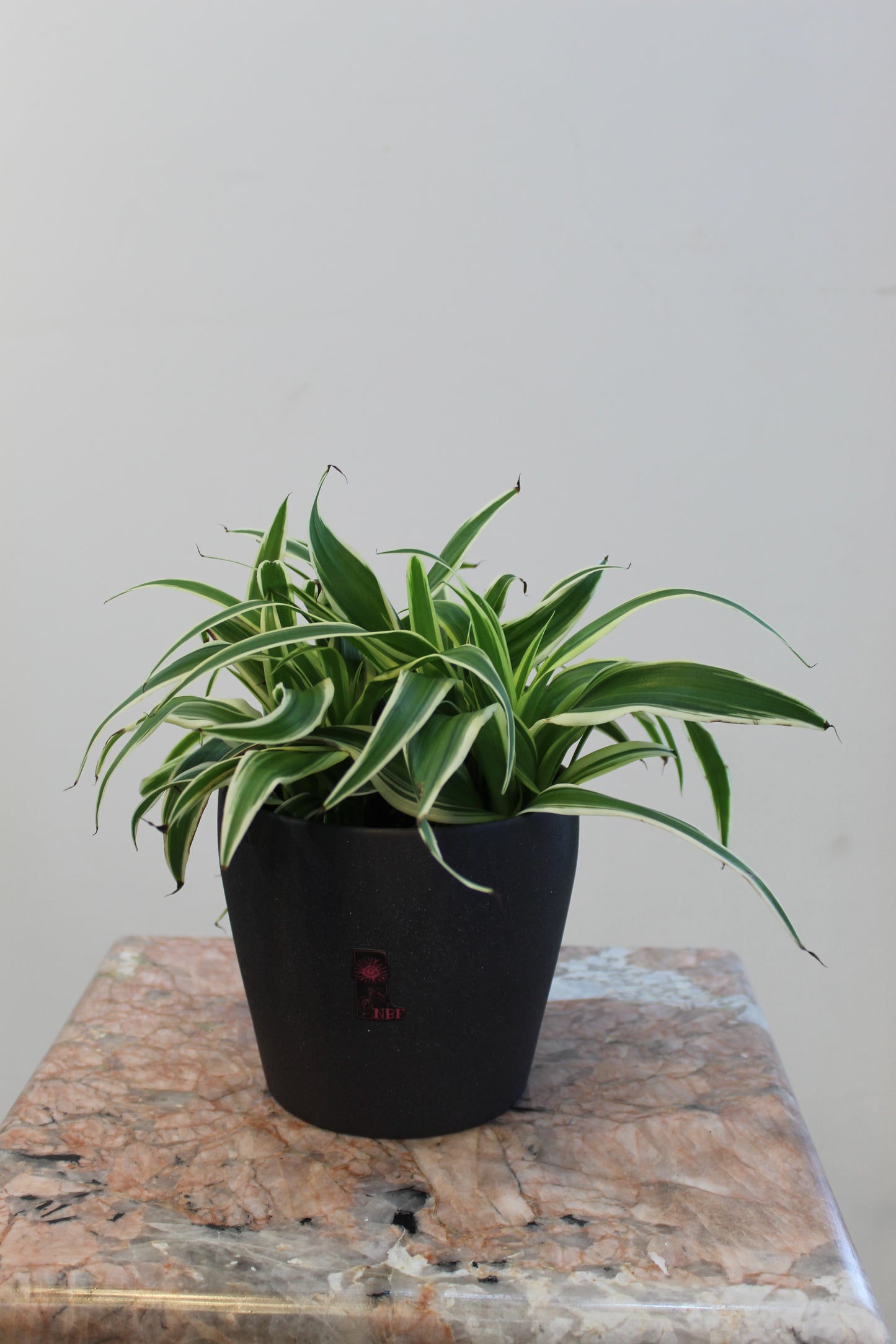 Spider grass holland with persilade gray vase 12cm