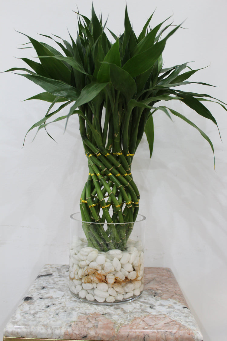 bamboo