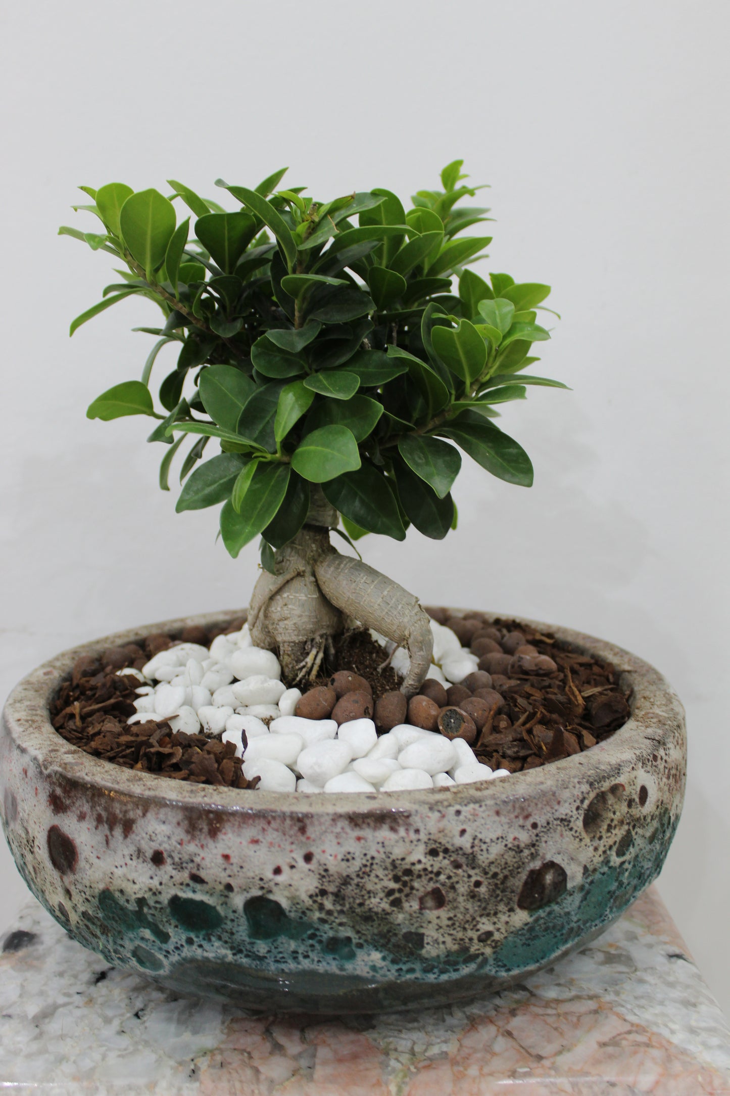 Atlatic metal glaze bowl 30*11cm with ficus Bonsai 30cm Deco with pine, pabbles