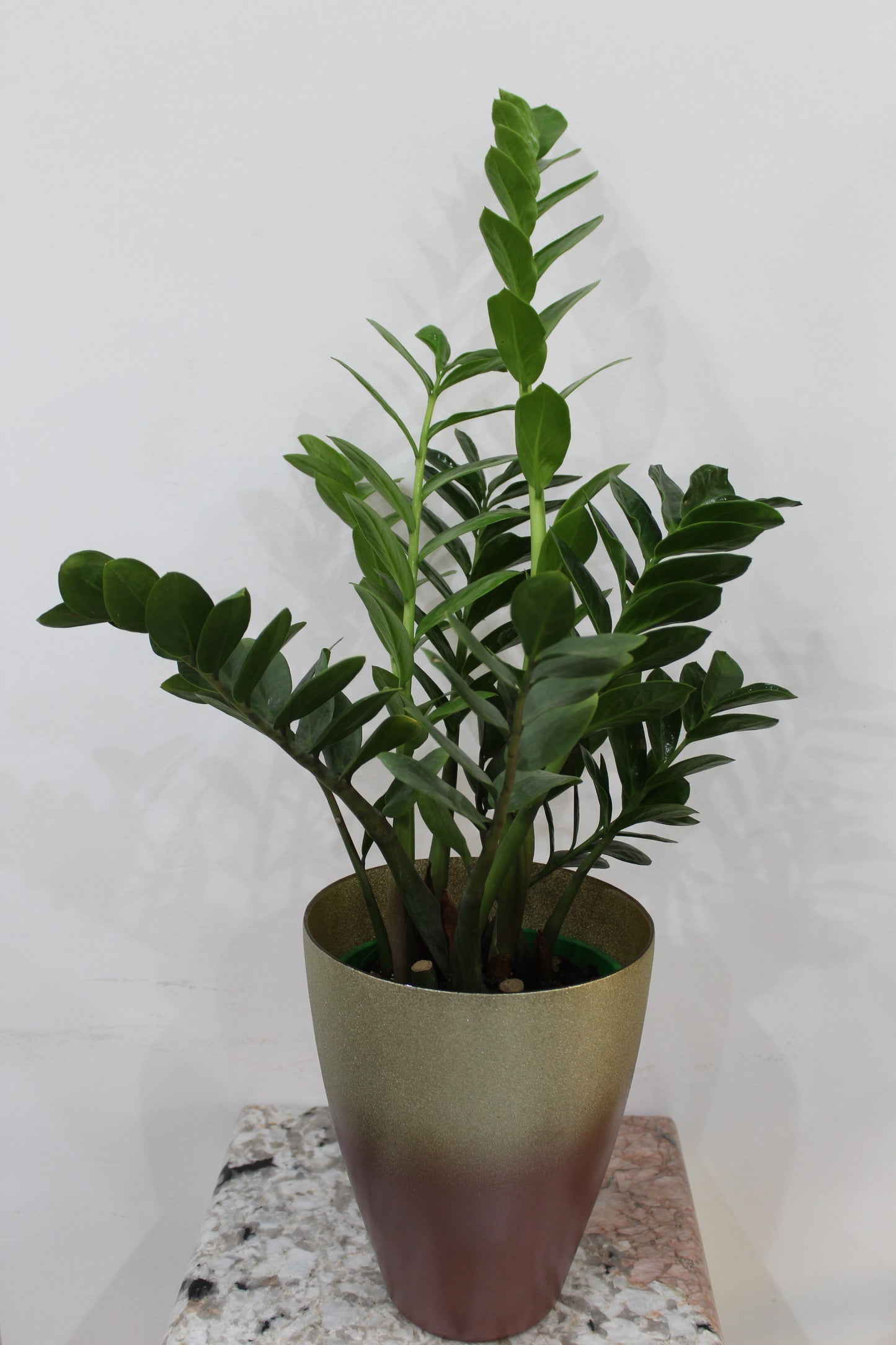Aura vasewith Zamiaculcas