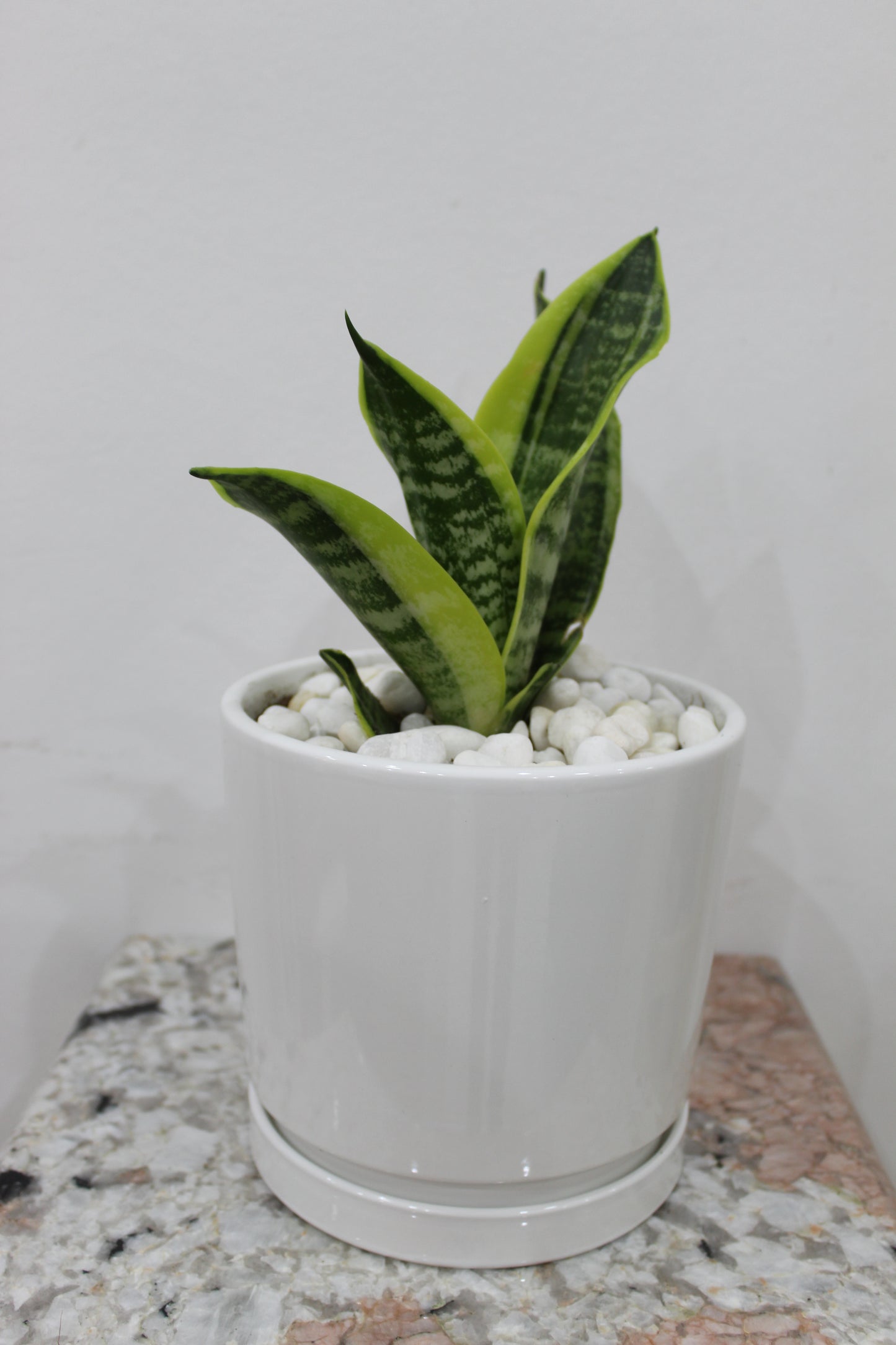 Ceramic pot white plain with soucer 16*17 cm With Sanseveria 20cm