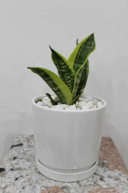 Ceramic pot white plain with soucer 16*17 cm With Sanseveria 20cm
