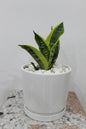 Ceramic pot white plain with soucer 16*17 cm With Sanseveria 20cm