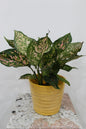 Ceramic pot yellow with soucer 16*17 cm With Aglonema create 40cm