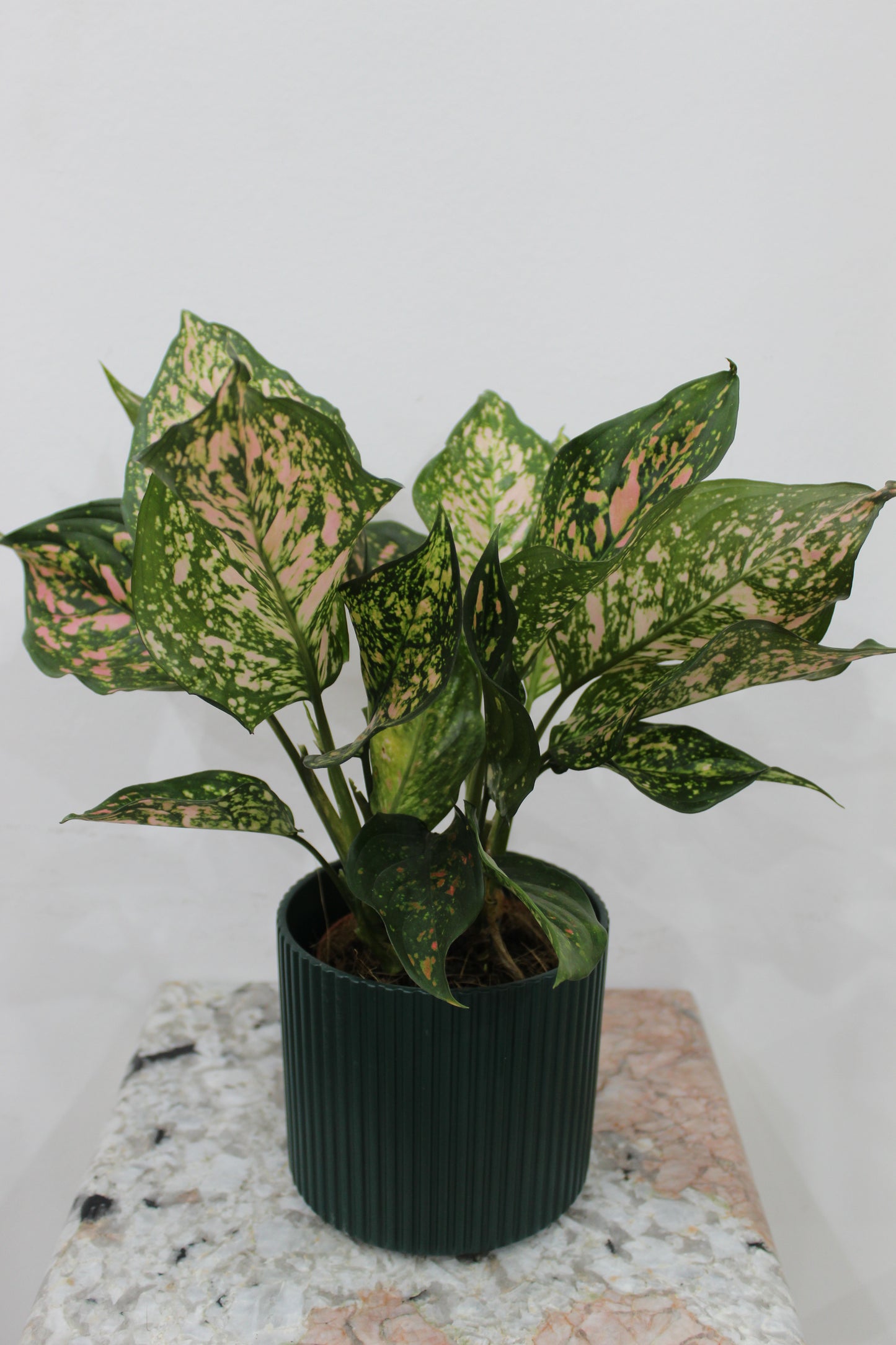 Daksjus green pot 12cm cm With Aglonema create 40cm