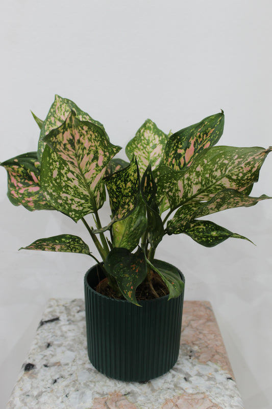 Daksjus green pot 12cm cm With Aglonema create 40cm