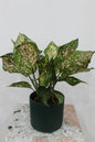 Daksjus green pot 12cm cm With Aglonema create 40cm