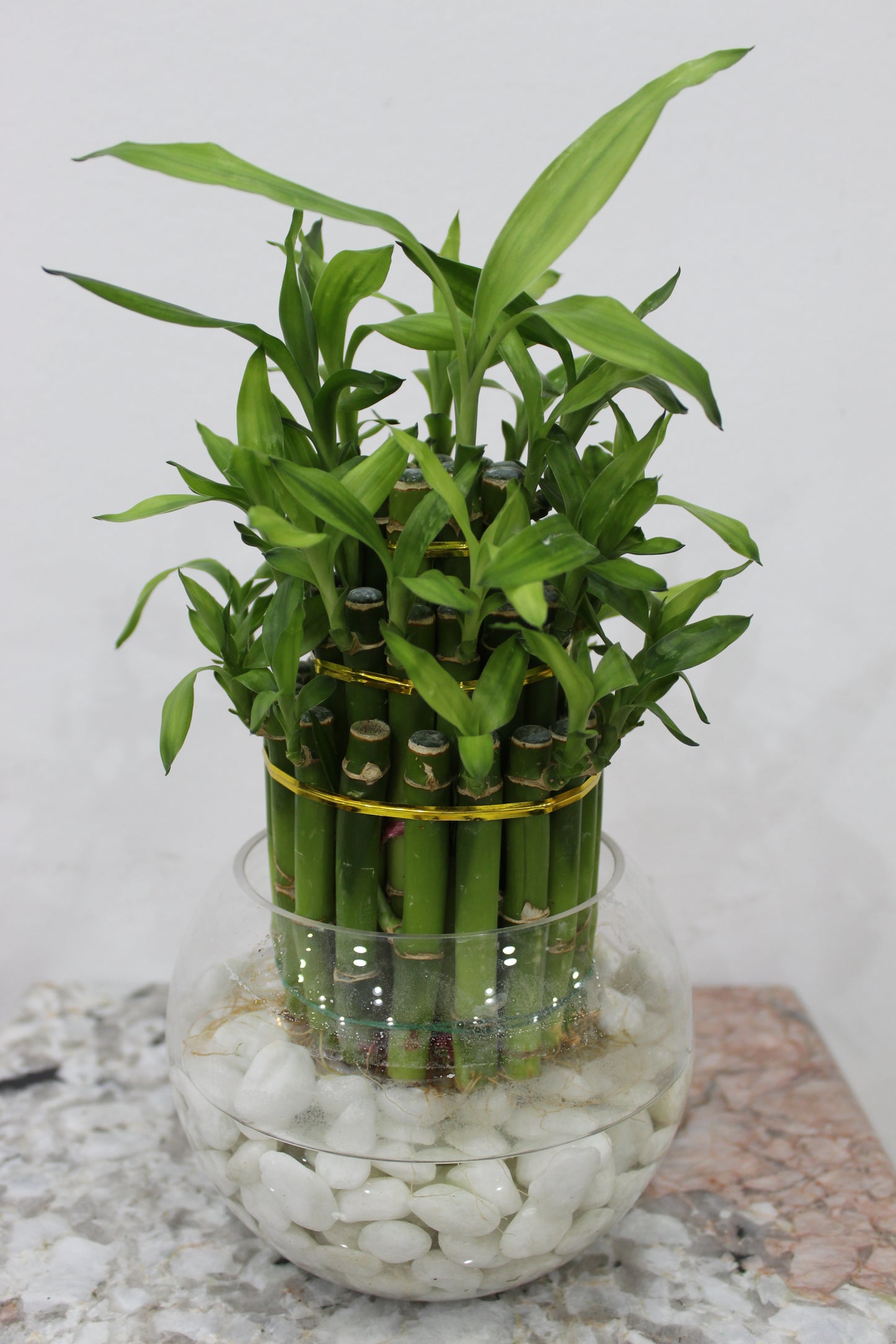Lucky bamboo 3 leyar cm ht with fish ball glass 16cm