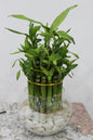 Lucky bamboo 3 leyar cm ht with fish ball glass 16cm