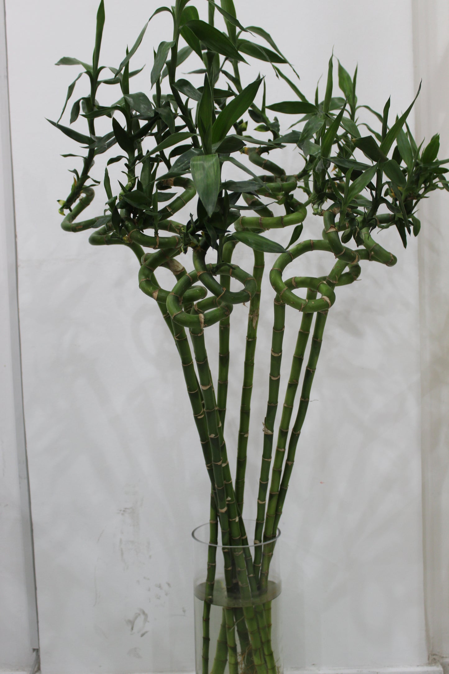 Lucky bamboo spiral stick 80cm long 10 pcs with cylinder clear glass 40cm