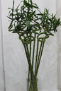 Lucky bamboo spiral stick 80cm long 10 pcs with cylinder clear glass 40cm