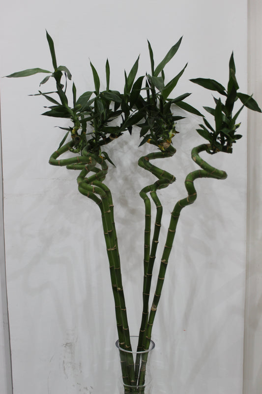 Lucky bamboo spiral stick 80cm long 5 pcs with cylinder clear glass 40cm