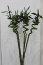 Lucky bamboo spiral stick 80cm long 5 pcs with cylinder clear glass 40cm