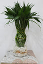 Lucky bamboo spriral 50cm ht with fish ball glass 16cm