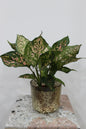 Kanak vase With Aglonema create