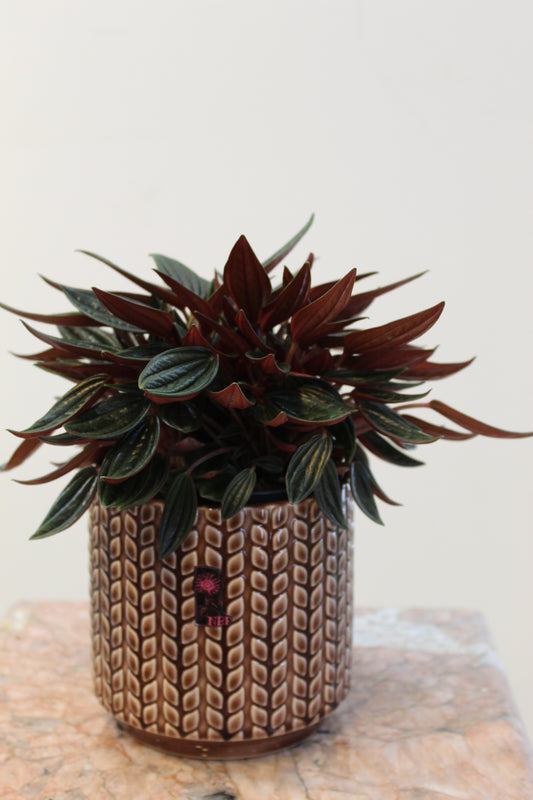 PEPAROMIA WITH CERAMIC VASE BROWN 13CM