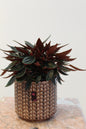 PEPAROMIA WITH CERAMIC VASE BROWN 13CM