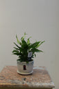 Spathipyllum Mini with Ceramic Pot
