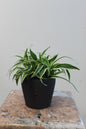 Spider grass holland with persilade gray vase 12cm