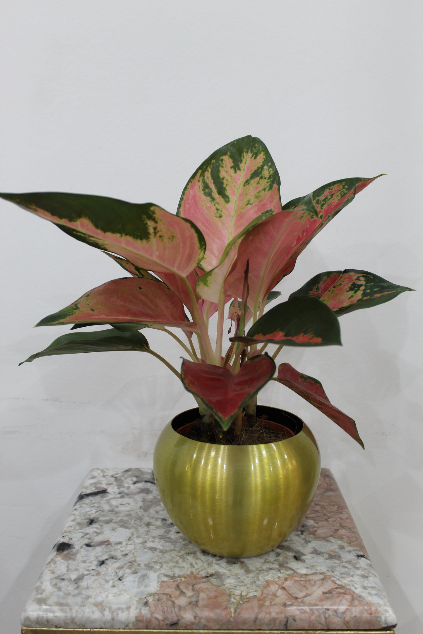 aluminum glod Globe pot 15*12cm With Aglonema create 40cm