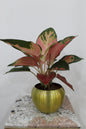 aluminum glod Globe pot 15*12cm With Aglonema create 40cm