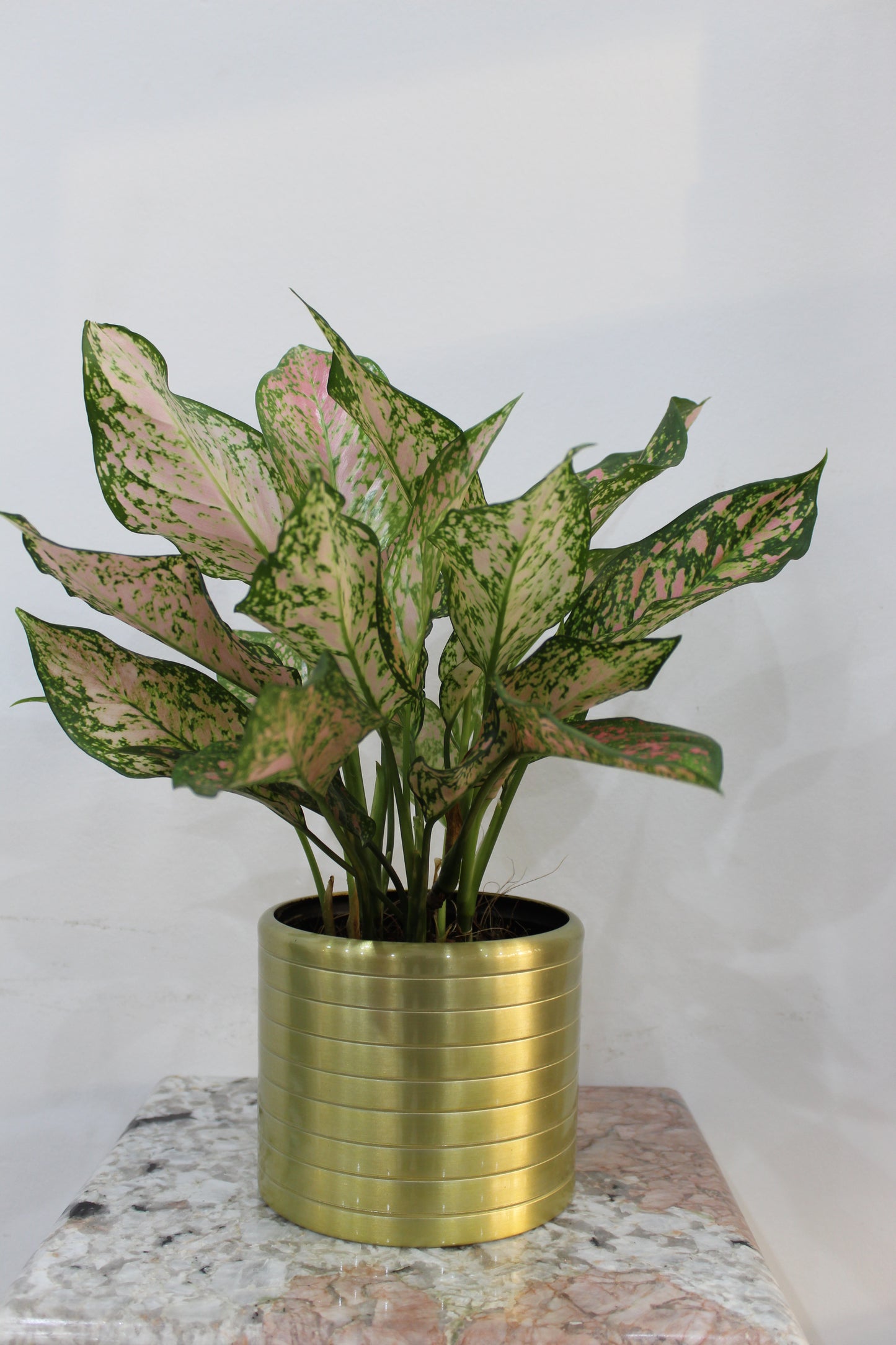 aluminum glod ribbed pot 15*13cmWith Aglonema create 40cm