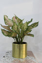 aluminum glod ribbed pot 15*13cmWith Aglonema create 40cm